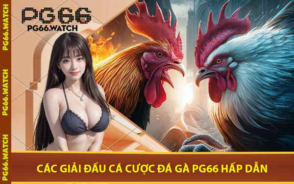 Các Giải Đấu Cá Cược Đá Gà PG66 Hấp Dẫn