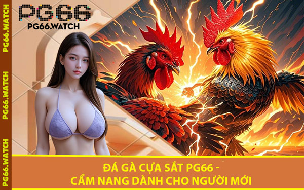 Đá Gà Cựa Sắt PG66 - Cẩm Nang Dành Cho Người Mới
