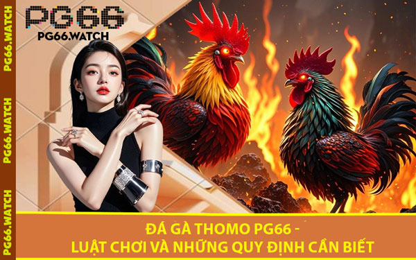 Đá Gà Thomo PG66 - Luật Chơi Và Những Quy Định Cần Biết
