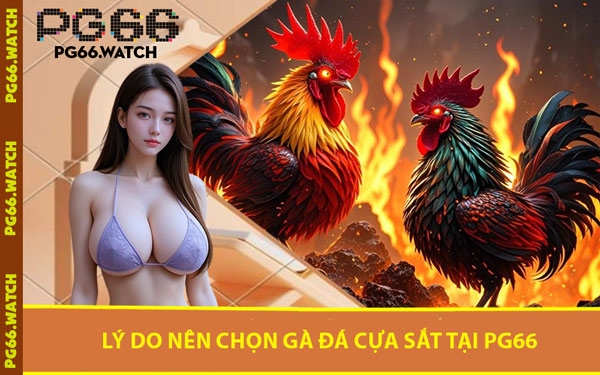 Lý Do Nên Chọn Gà Đá Cựa Sắt Tại PG66