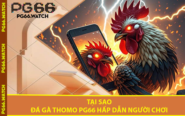 Tại Sao Đá Gà Thomo PG66 Hấp Dẫn Người Chơi